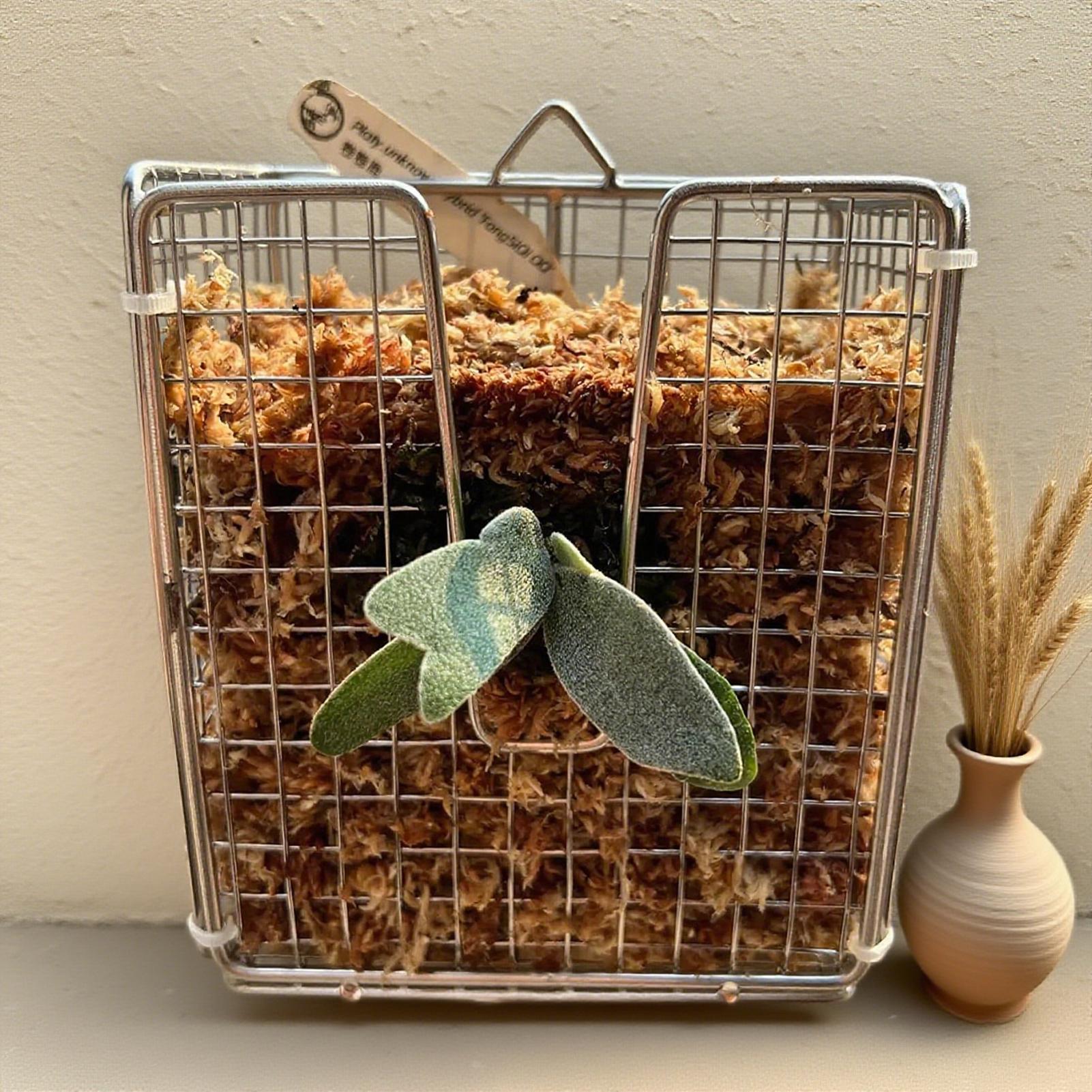 Staghorn Fern Mounting Kit sta - Vertical Planter review and price