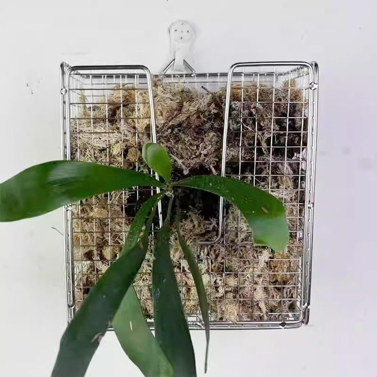 Staghorn Fern Mounting Kit sta - Vertical Planter review and price