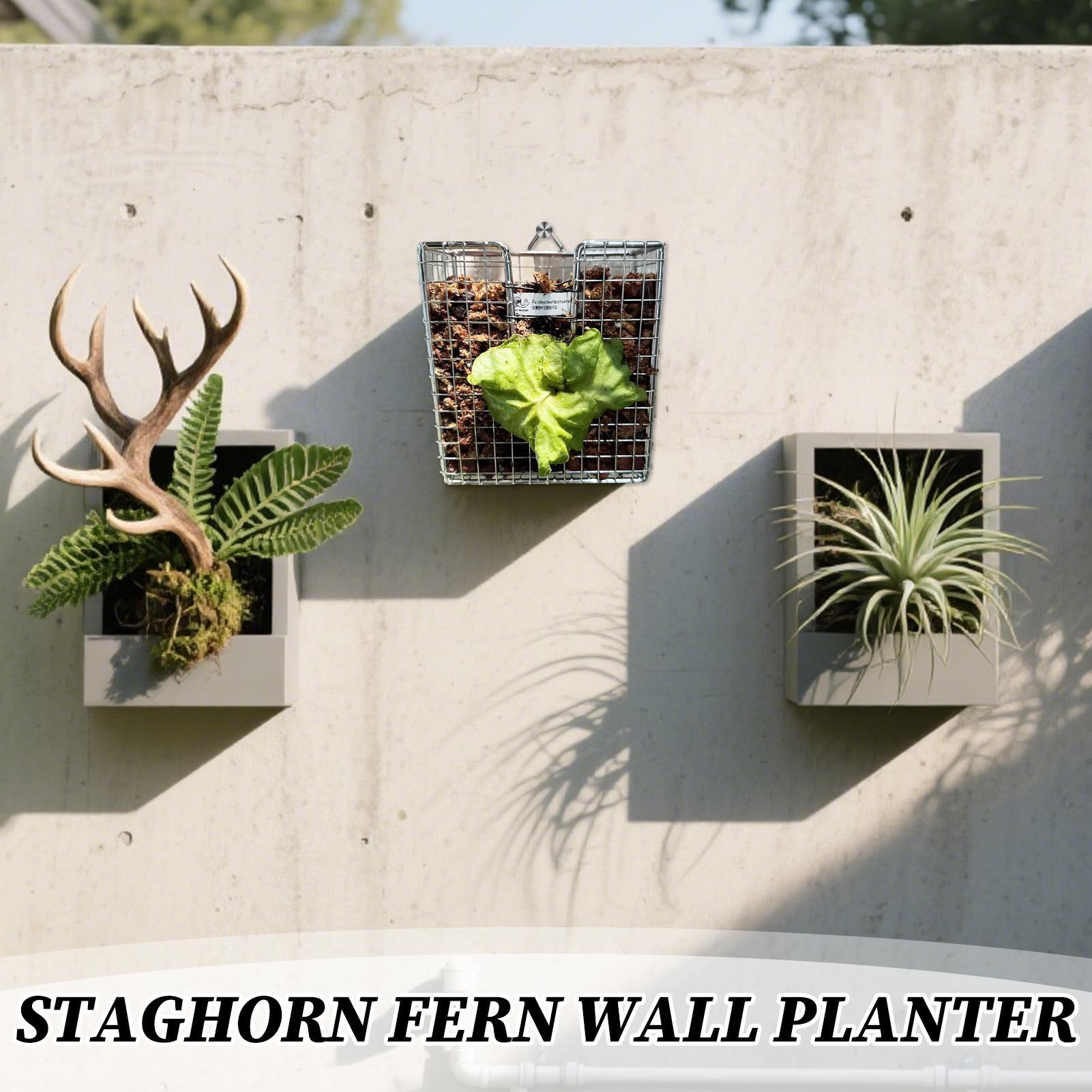 Staghorn Fern Mounting Kit sta - Vertical Planter review and price