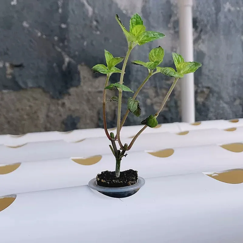 Soilless Growing System Kit, P - Hydroponic Kit review and price