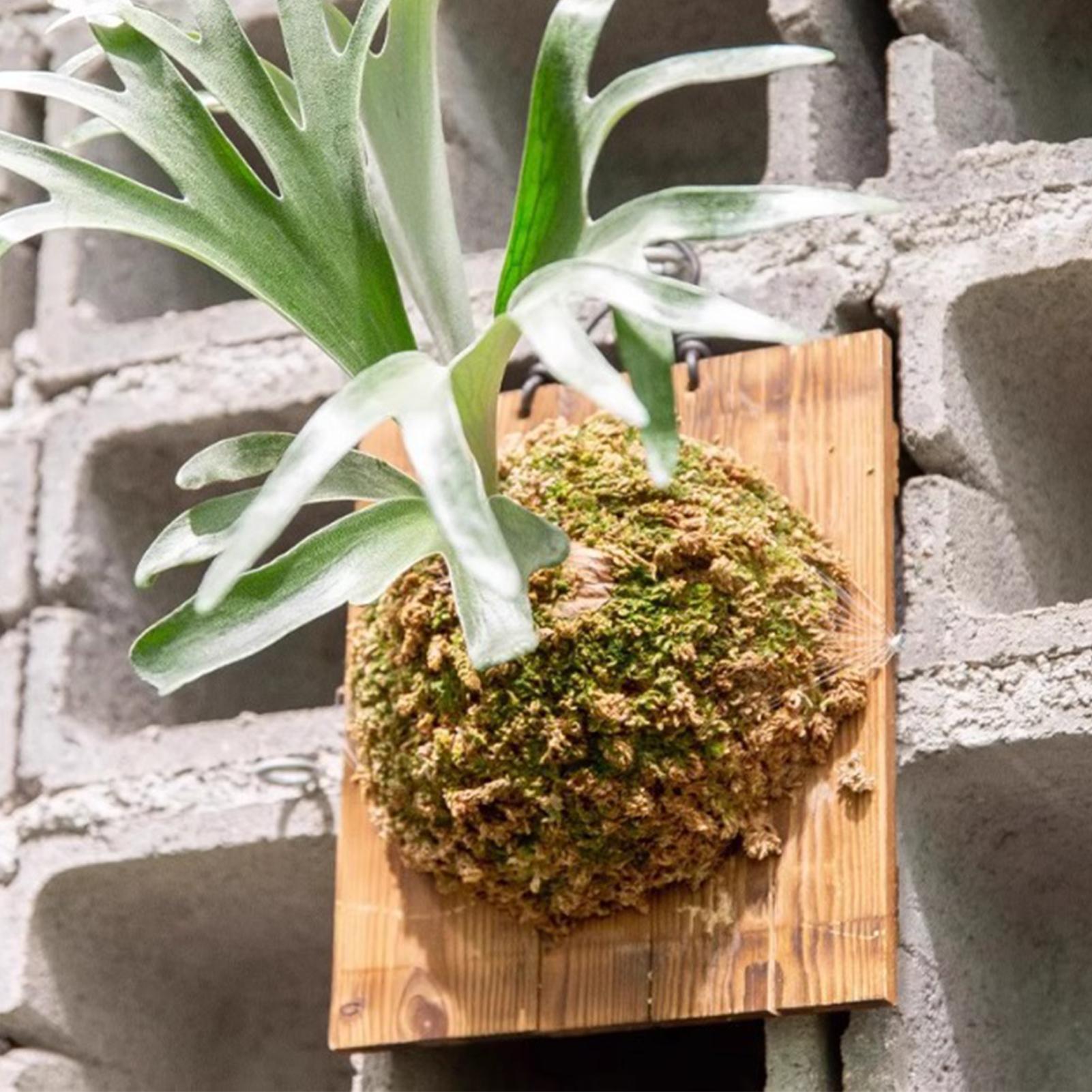 1Pcs Indoor Wood Staghorn Fern - Vertical Planter review and price