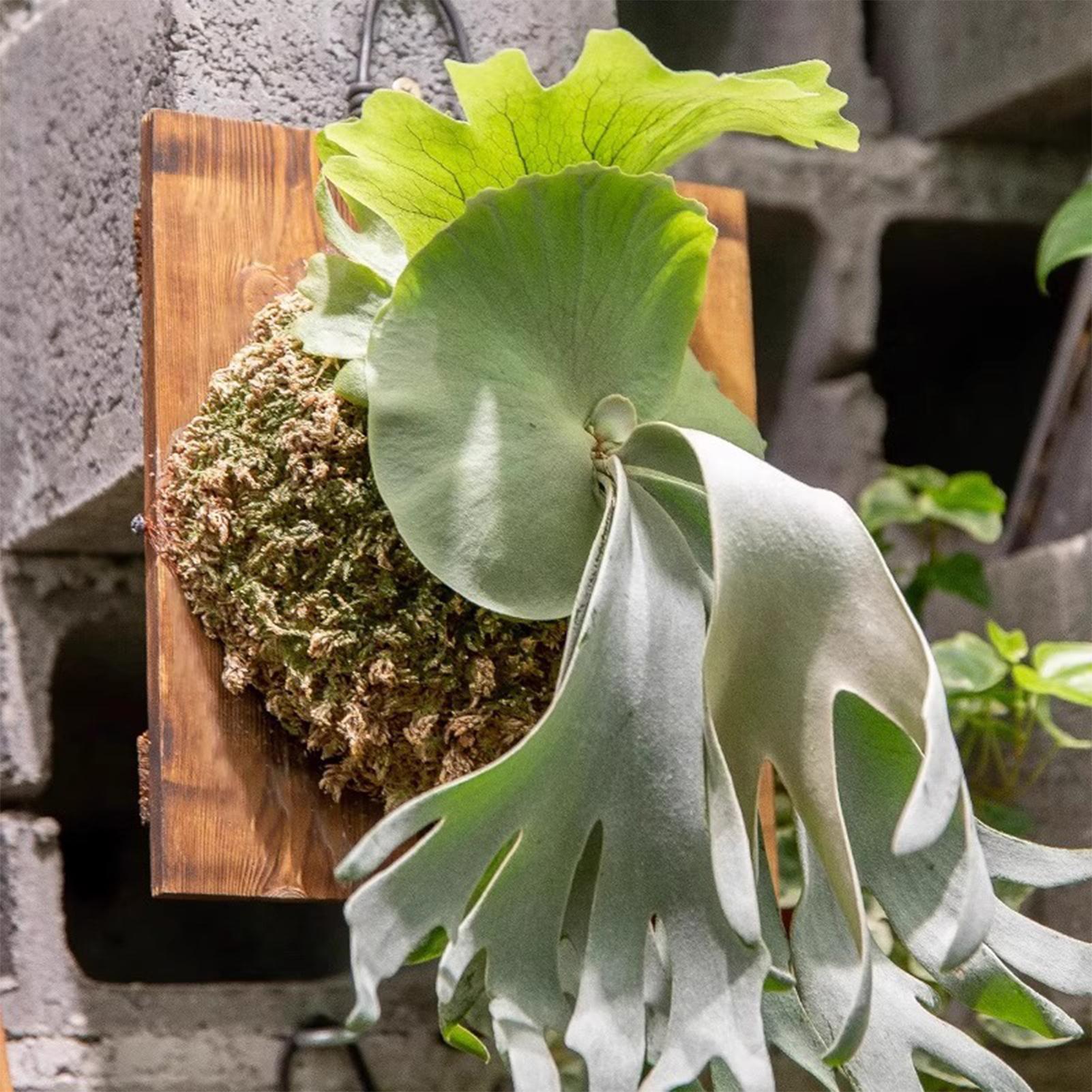 1Pcs Indoor Wood Staghorn Fern - Vertical Planter review and price