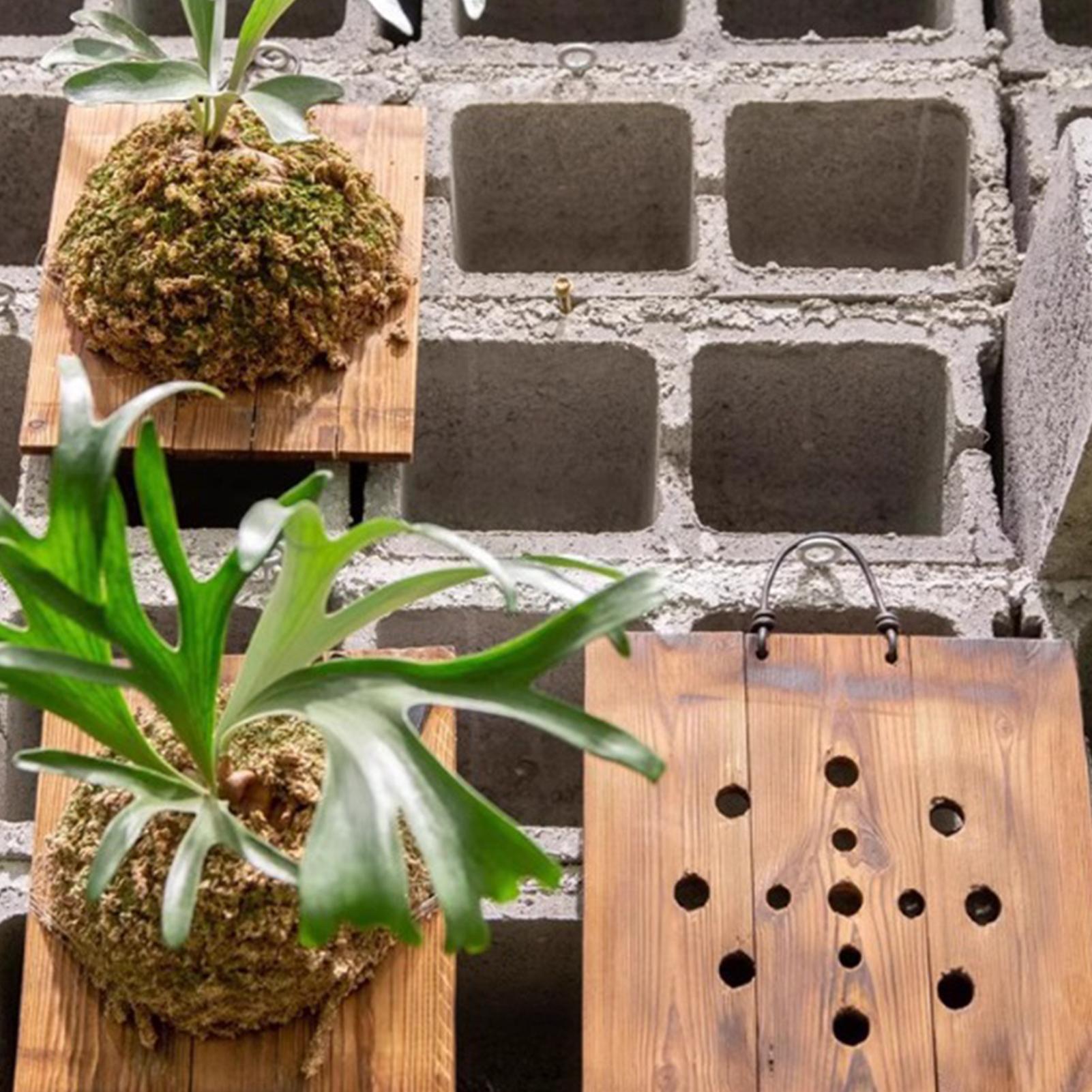 1Pcs Indoor Wood Staghorn Fern - Vertical Planter review and price