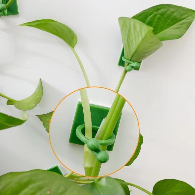 Self‑Adhesive Plant Climbing W - Indoor Herb Garden review and price