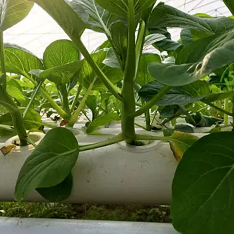 Soilless Growing System Kit, P - Hydroponic Kit review and price