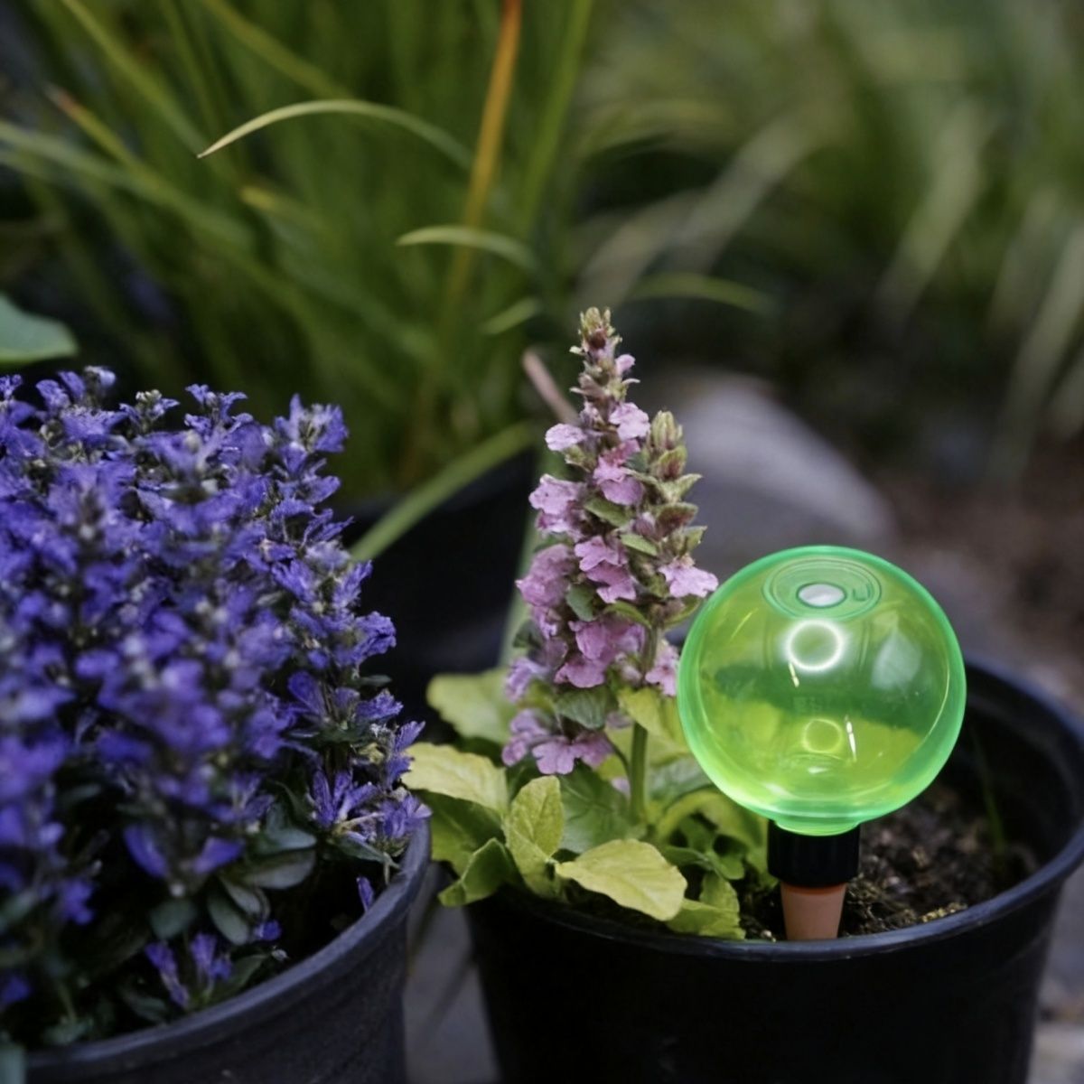 3pcs Large Plant Self Watering - Self Watering Planter review and price